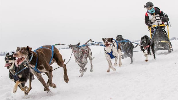 sled-dog-racing-960.jpg